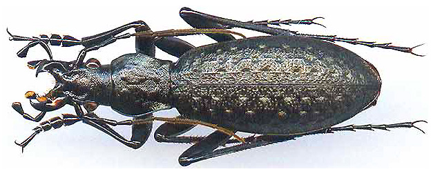 http://www.gorodinski.ru/carabus/Pseudocoptolabrus taliensis yulongxuensis.jpg